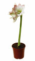Amaryllis 12 cm